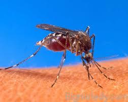 Свербить укус комара